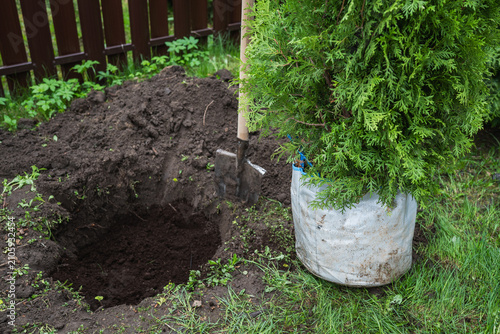 Evergreen thuja tree prepared for planting in backyard with green lawn and copy space. Landscaping and gardening concept.
