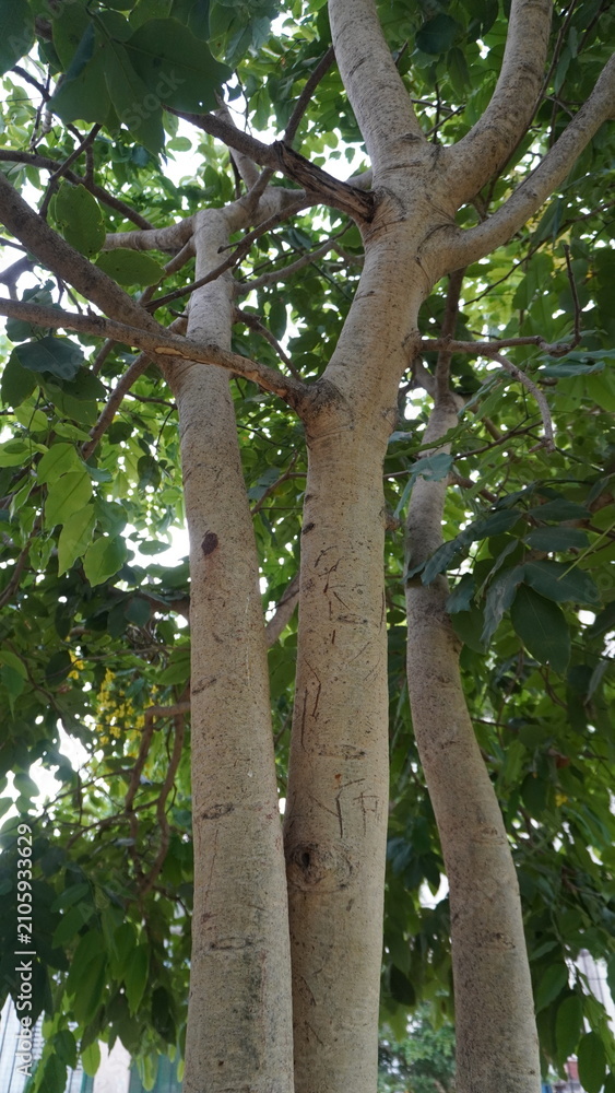Fototapeta premium Tree trunks in a green park, natural outdoor photography for forestry and environmental design , nature concept