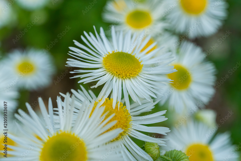 Fototapeta premium Daisy fleabane small white flowers in grass