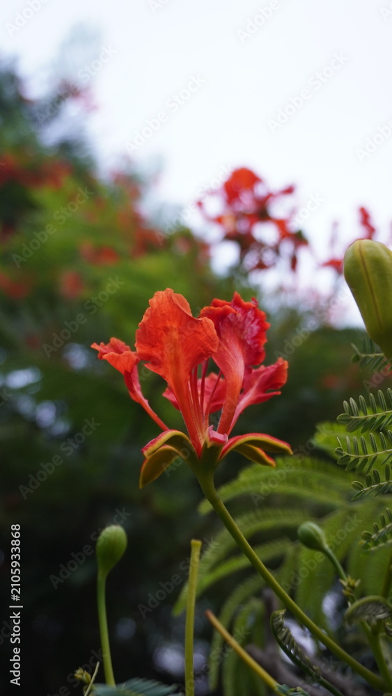 Obraz premium Vibrant red flower with green leaves, beautiful nature photography for floral design and garden , floral concept