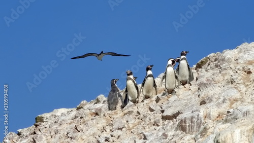 Small group of humboldt penguins stands on a rocky hillside