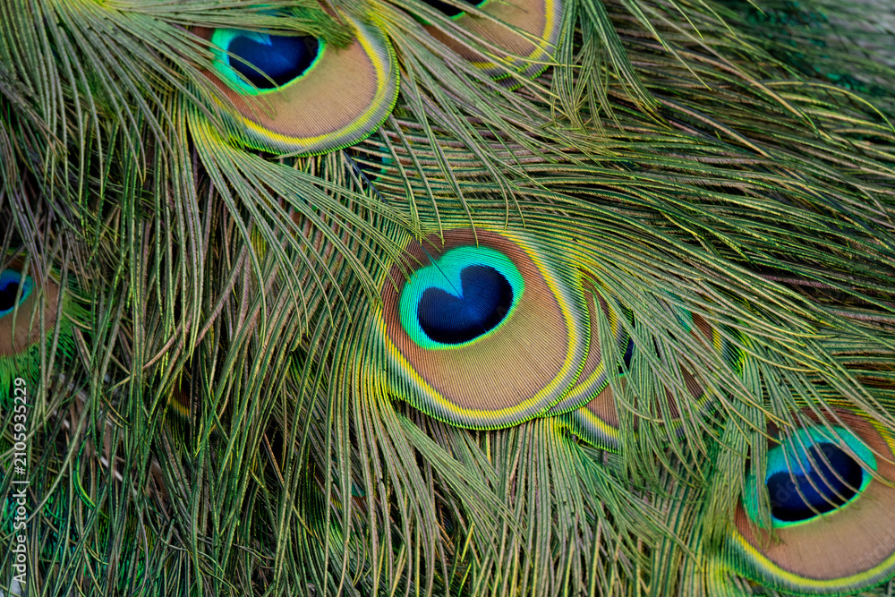 Naklejka premium Peacock feather pattern, bright green - blue bird tail texture