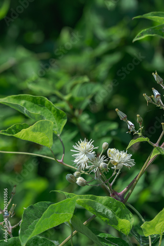 фотографія Clematis vitalba captured in the green field