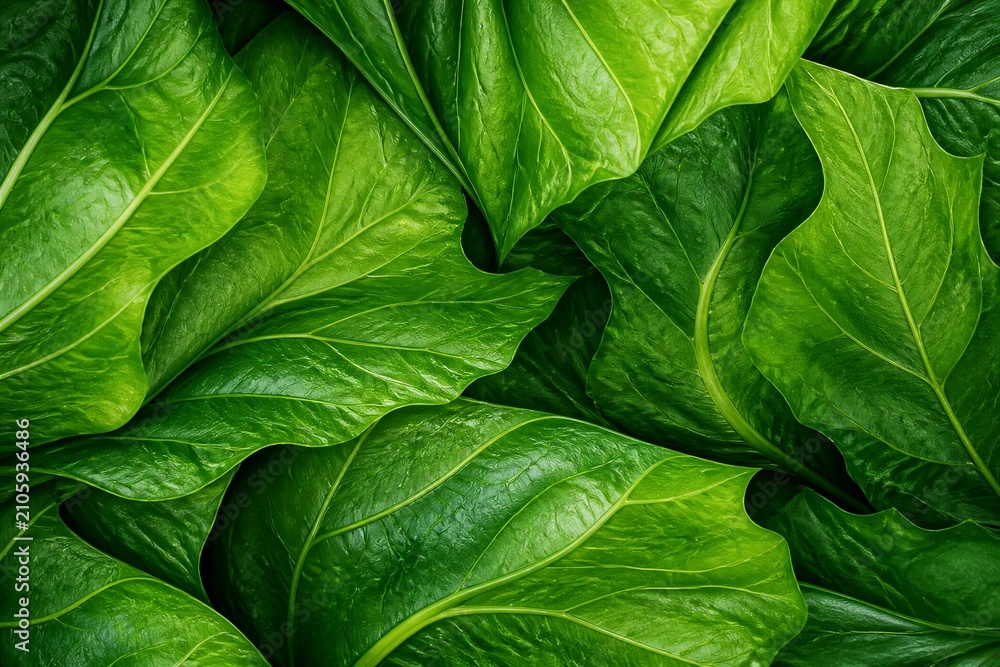 Fototapeta premium Large green leaves overlapping with detailed vein texture