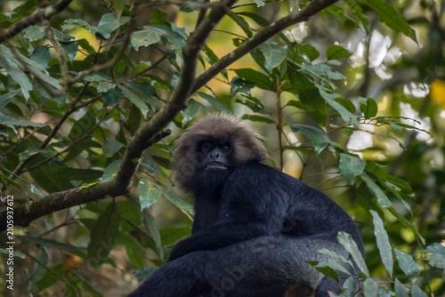 Periyar tiger reserve or national park during jeep safari in Kerala
