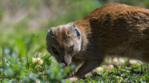 Bild auf Leinwand Yellow mongoose closeup portrait in kgalagadi