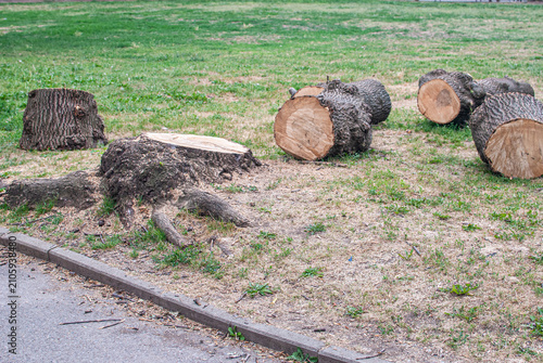 Freshly cut tree stump and logs in an urban park after preventive maintenance and hazardous tree removal.
