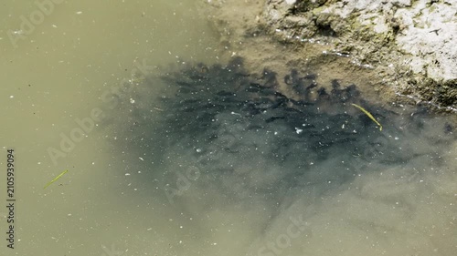 Close-up of bullhead catfish fry swimming in Utah lake in slow motion during the summer.