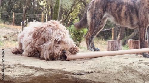 Dog chewing on cardboard tube in dirt yard, video