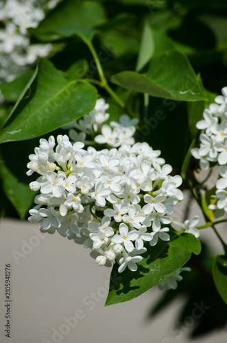 Konstfotografi Syringa