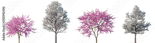Set of Cercis chinensis and  Tabebuia roseoalba blossoming frontal set street spring trees isolated png on a transparent background perfectly cutout