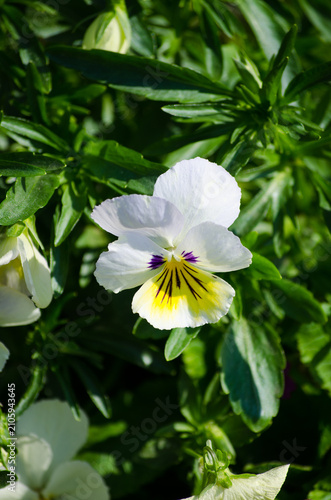 pansies