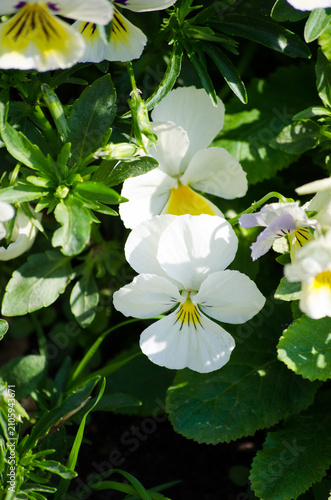 pansies