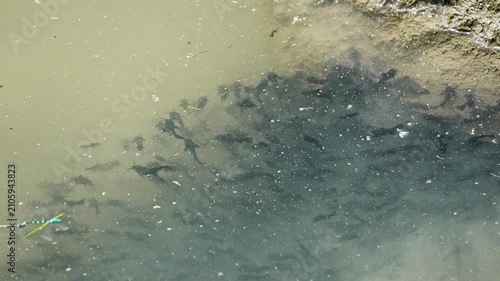 School of Bullhead catfish swimming together in the shallows of Utah lake in slow motion.