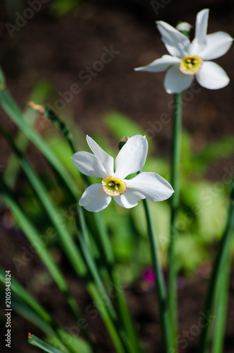 narcissus