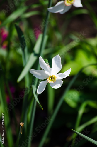 narcissus