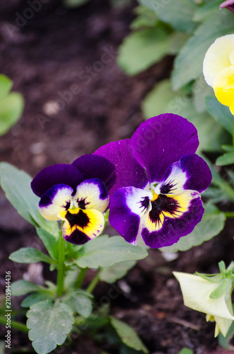 pansies