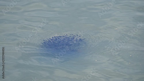 School of catfish fry swimming in the Provo River Delta during the summer.