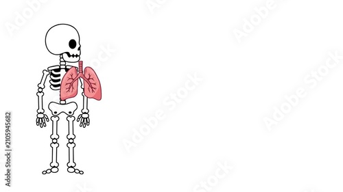 Animation of human lung organ anatomy
