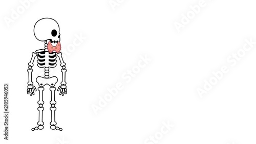 Animation of the anatomy of the thyroid gland in humans