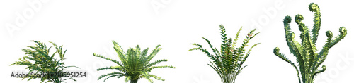Set of Polystichum craspedosorum and Matteuccia struthiopteris frontal isolated png on a transparent background perfectly cutout high resolution