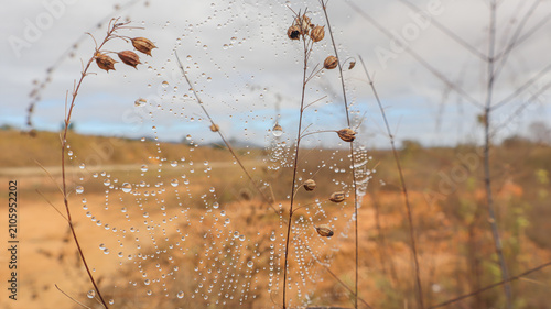 Landscape photo of a spiderweb with water droplets; raindrops.
