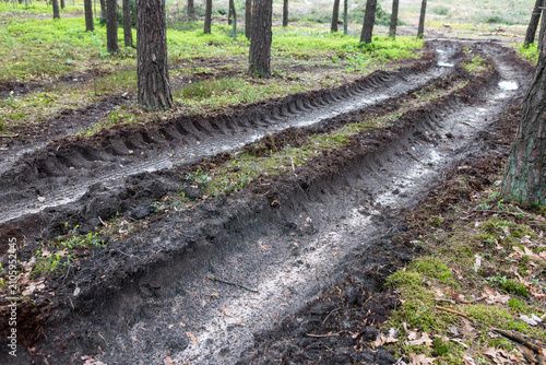 Ruts in the forest floor from off-road vehicle activity on a cloudy day