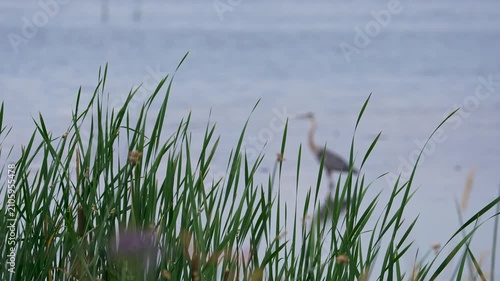 Cattail grass blowing in the wind in slow motion has a great blue hair and is that a focus in the background.