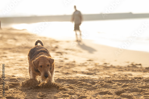 Schilderij op canvas Dog digging in sand on beach with blurred figure of a person walking along the shoreline in the background during golden hour light