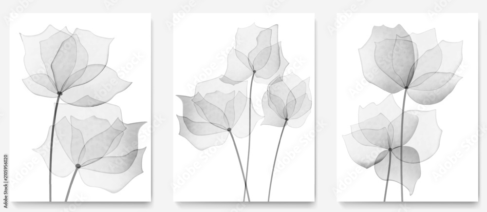 Naklejka premium Black and white art background with transparent watercolor flowers. Botanical floral set for prints, posters, packaging, wallpaper, textiles, covers, and interior design.