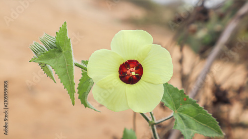 yellow flowe-300dpi Landscape photo of a red flower with thorns. A green branch with a yellow flower.
