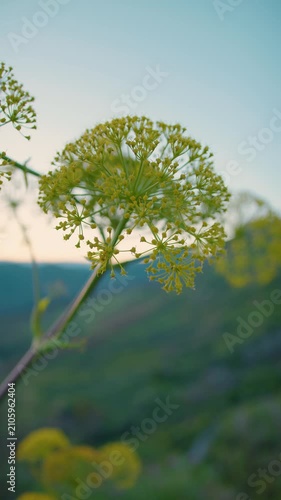 Wild fennel flowers in the Calabrian countryside
