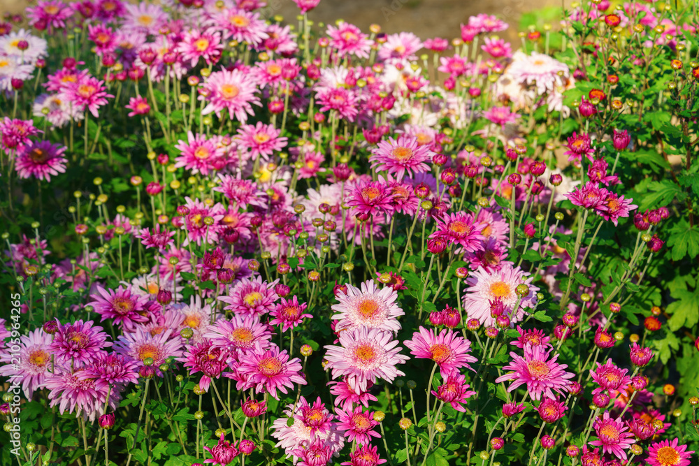 Obraz premium Pink double chrysanthemum, garden mum flowers and unopened buds blooming in a sunny autumn garden. Beautiful seasonal floral landscape in botanical park. Plant breeding, gardening, cultivation