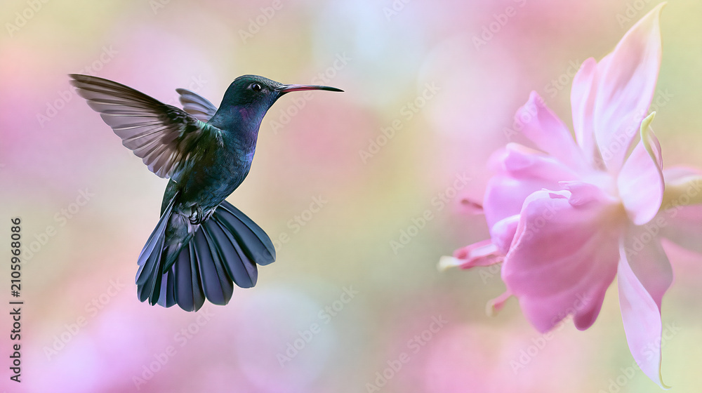 Fototapeta premium Hummingbird Hovering Near Pink Flower