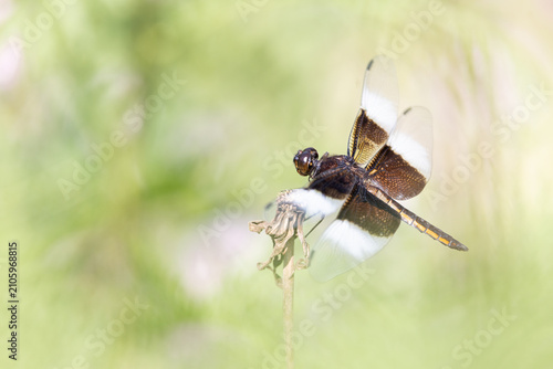 Summer nature background of juvenile male Widow Skimmer with a dreamy soft focus field behind 