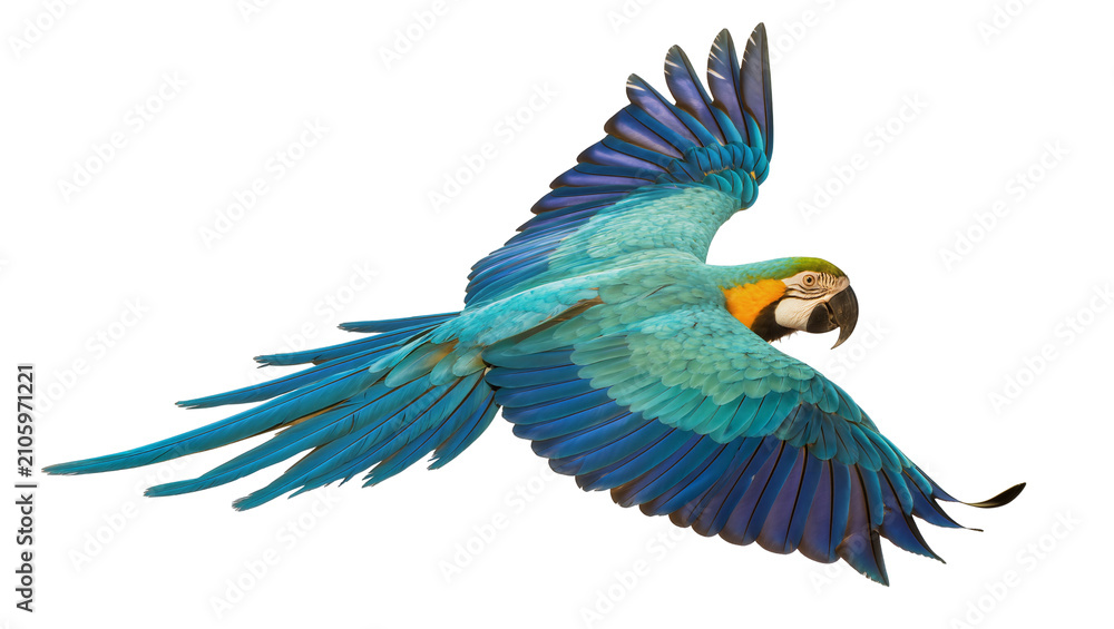 Obraz premium Isolated tropical blue and gold macaw in majestic flight with vibrant wings spread, soaring gracefully