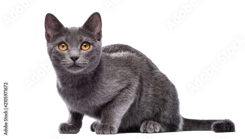 Bild auf Leinwand Isolated beautiful young gray domestic shorthair cat with striking golden eyes s