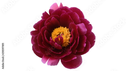 Konstfotografi Isolated rich dark red peony flower with vibrant yellow stamens, elegant lush pe