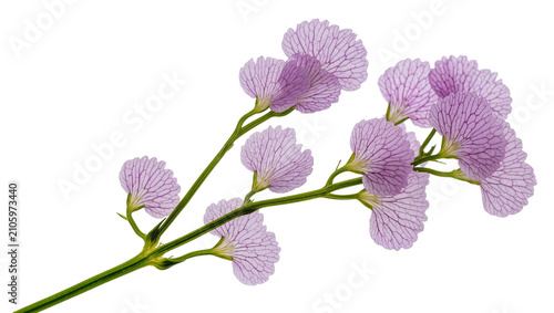 Fotografie Isolated delicate skeletonized leaves with intricate purple vein patterns, botan