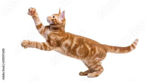 Foto Isolated adorable ginger tabby kitten caught mid-jump, playfully reaching out wi