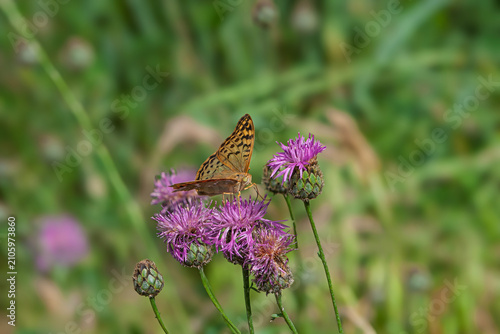 Cuadro en lienzo Kardinal (Argynnis pandora)