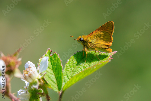 Photos large skipper Ochlodes sylvanus butterfly feeding