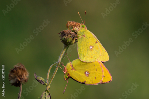 Foto Clouded yellow butterfly, Colias croceus, mating