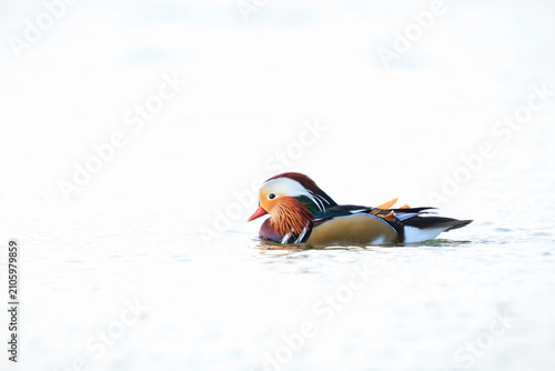 Fotografie Mandarin duck, Aix galericulata, male