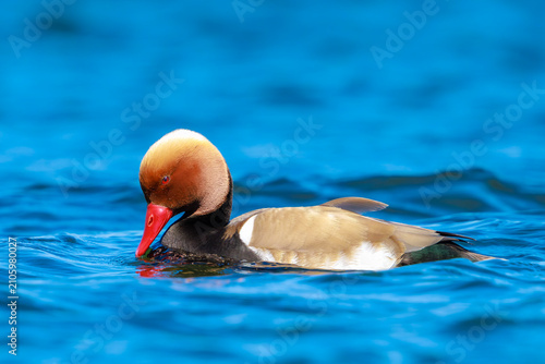 Photography Red-crested pochard, Netta rufina, male waterfowl, low point of view