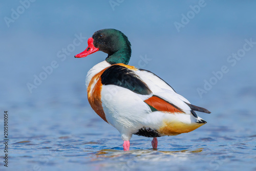 Photos Common shelduck, tadorna tadorna, foraging in water