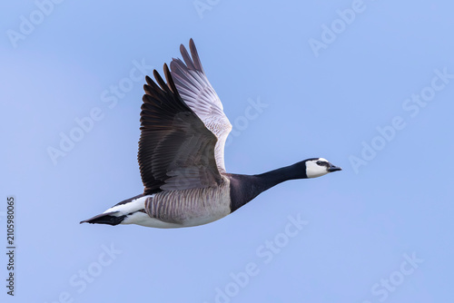 Foto Barnacle goose, Branta leucopsis, in flight