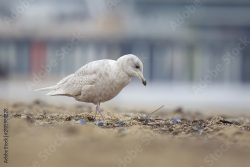 Iceland gull Larus glaucoides foraging on a beach