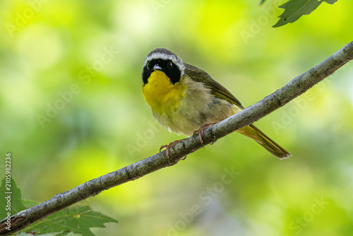 Common yellowthroat warbler perched in a tree.