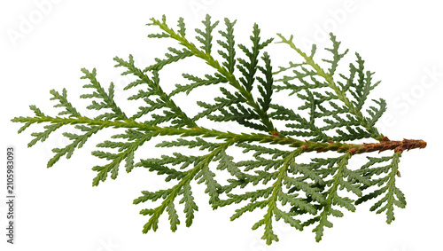 Konstfotografi Isolated fresh green Thuja branch, detailed evergreen arborvitae foliage, natural plant element